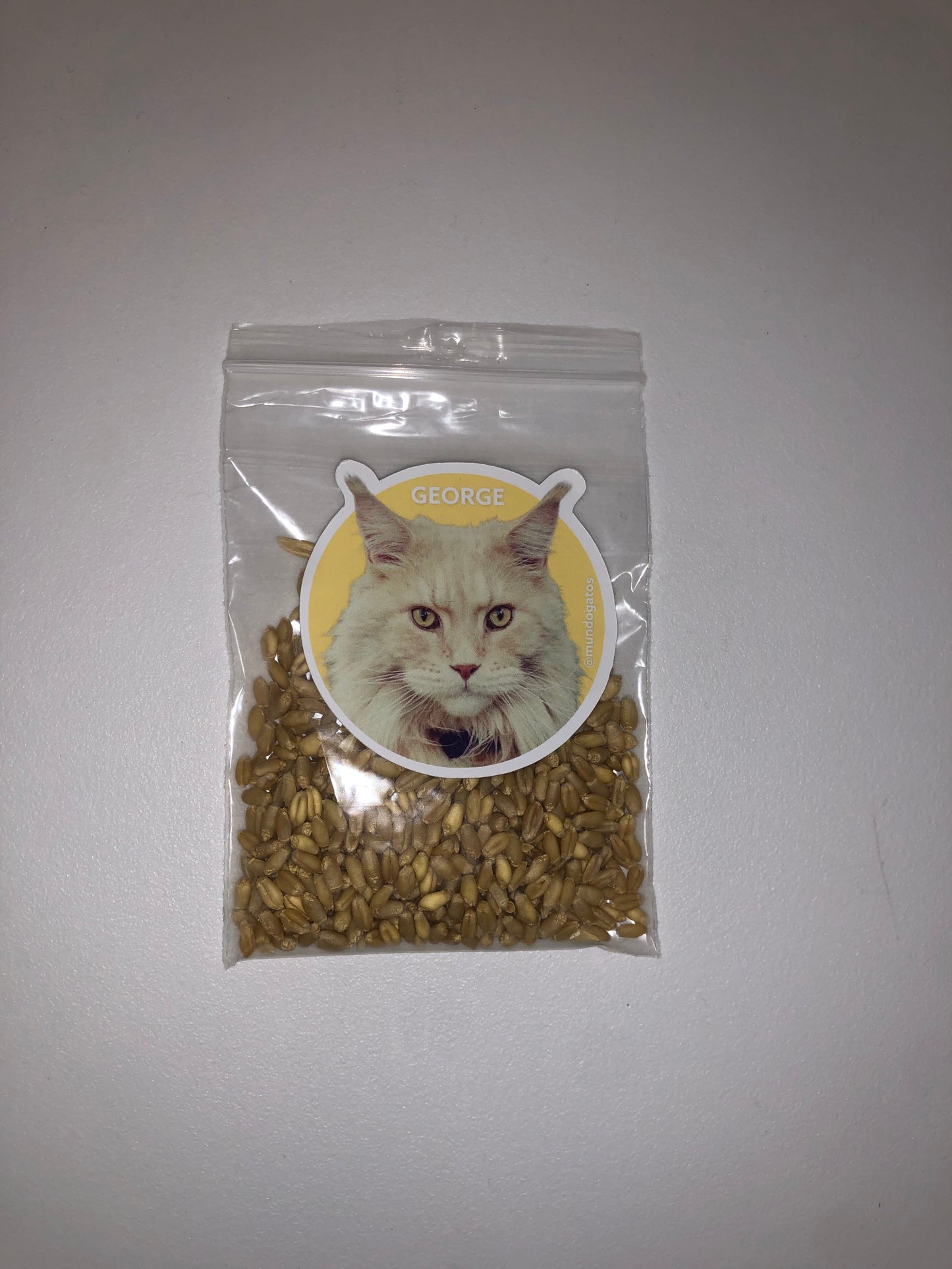 SEMILLAS HIERBA GATERA