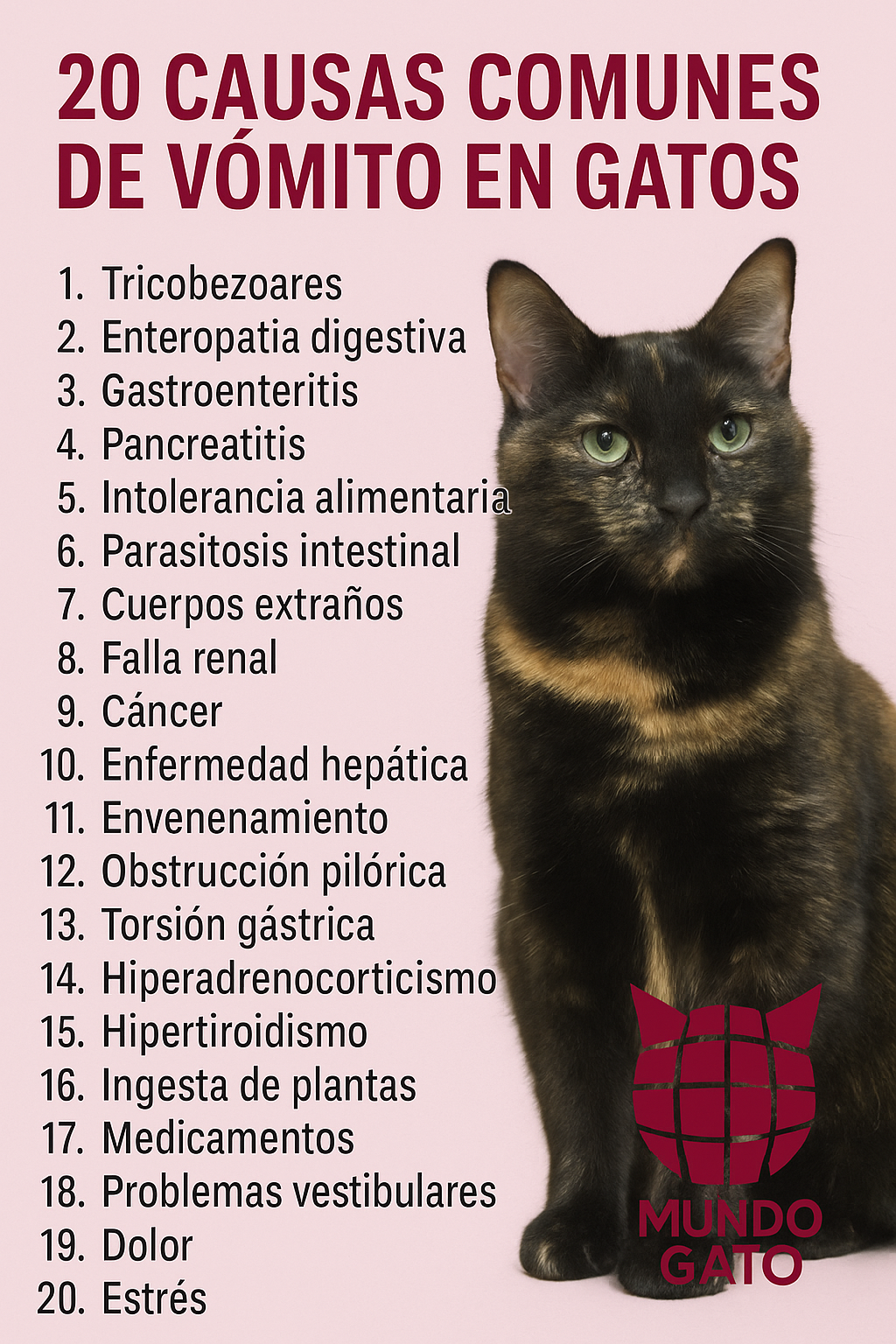 Qué hacer si tu gato vomita