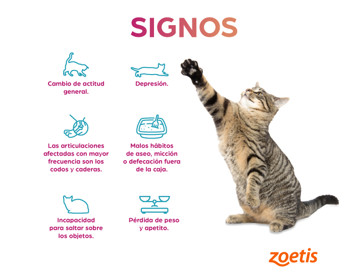 dolor articular en gatos 