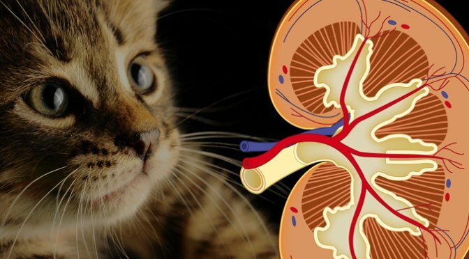 Introducción a la Enfermedad Renal Crónica (ERC)