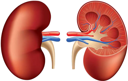 Informativo sobre el Examen SDMA de IDEXX para la Detección Precoz de la Enfermedad Renal Felina**