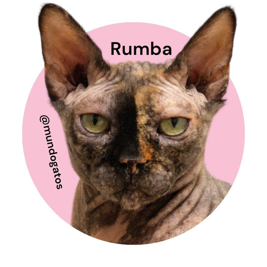 STICKER RUMBA
