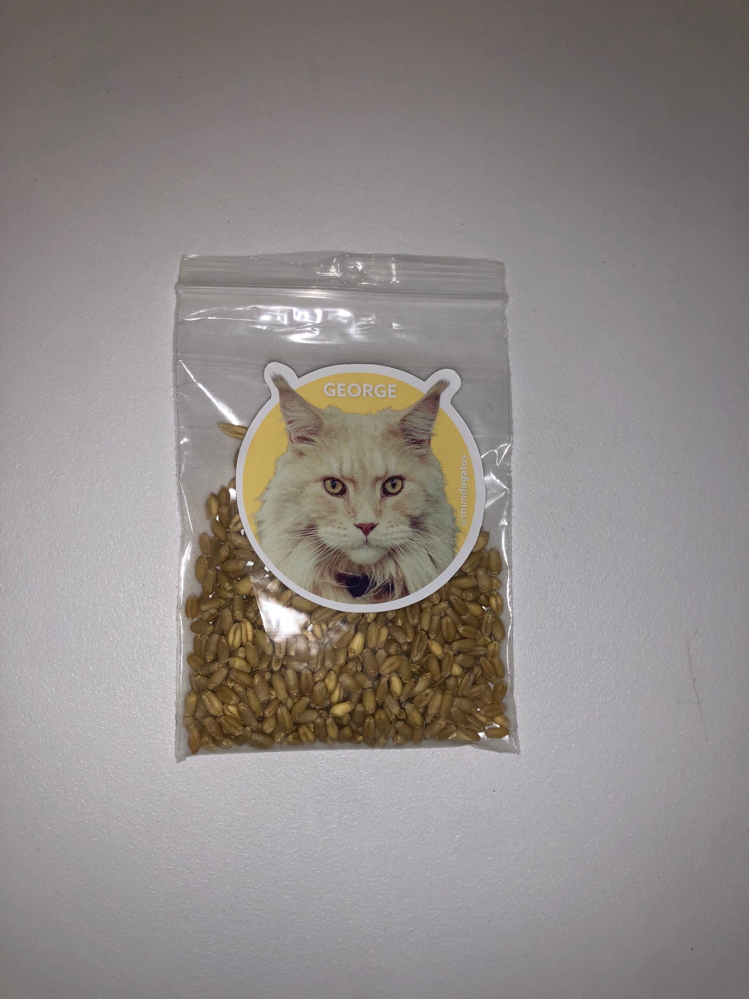 SEMILLAS HIERBA GATERA