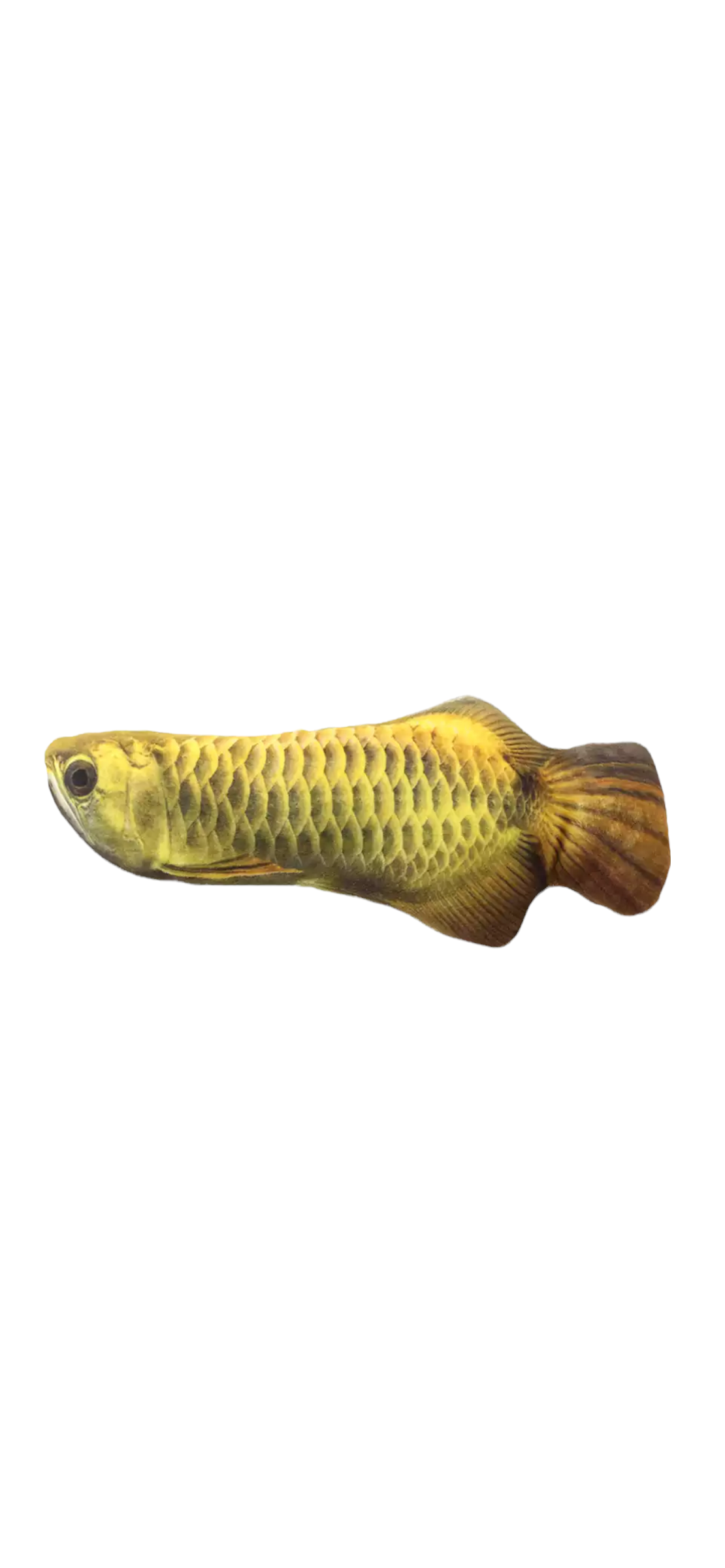 PESCADO JUGUETE CATNIP